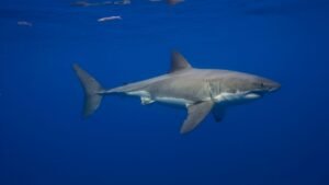 Il grande squalo bianco nuota nel Mar Mediterraneo da milioni di anni, ma è raro incontrarlo perché è sull'orlo dell'estinzione